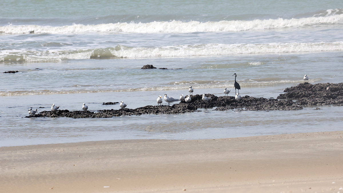 Sandwich Tern, Royal Tern en Western Reef Egret